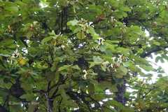 Pterospermum acerifolium